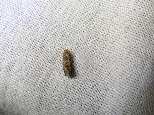 Epinotia nanana